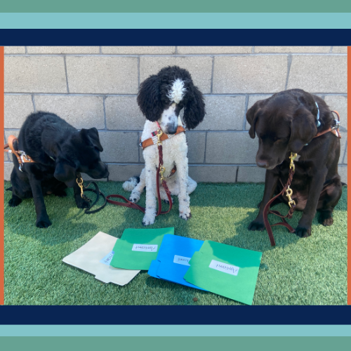 Application Process – Guide Dogs of the Desert